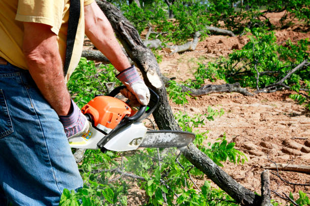 How Our Tree Care Process Works  in  Steep Falls, ME